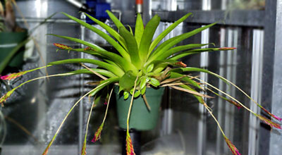 Tillandsia complanata