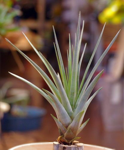 Tillandsia compressae