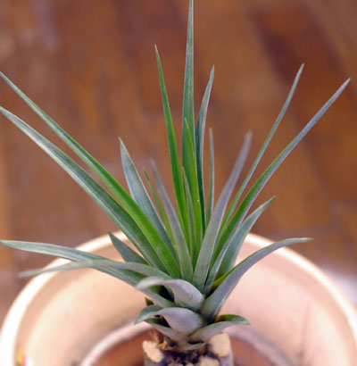 Tillandsia compressa