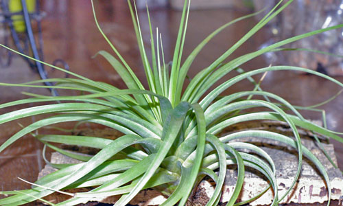 Tillandsia concolor