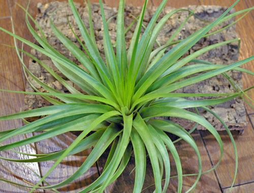 Tillandsia concolor