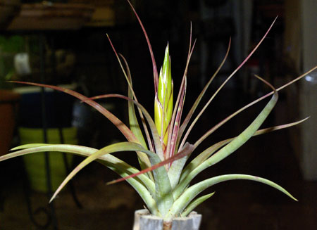 Tillandsia concolor