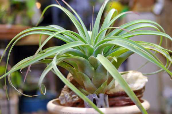 Tillandsia concolor x caput-medusae Tillandsia concolor x caput-medusae