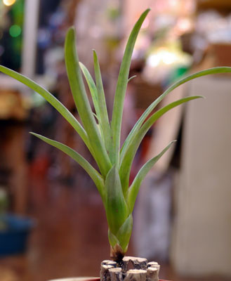 Tillandsia confinis(smallclone)