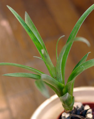 Tillandsia confinis(smallclone)