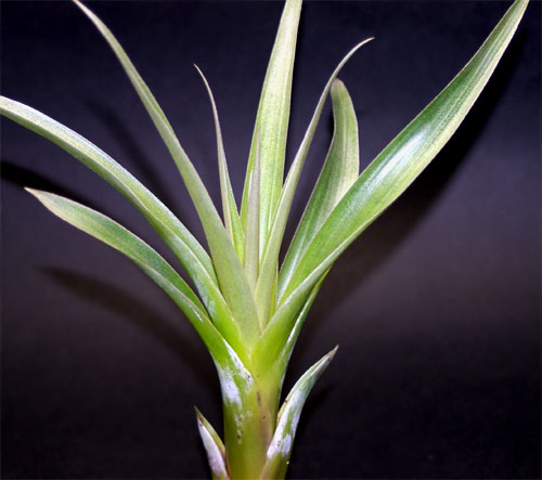 Tillandsia confinis var.minor