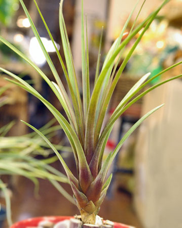 Tillandsia  coparaensis'