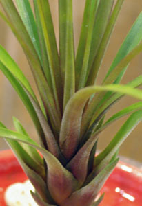 Tillandsia  coparaensis