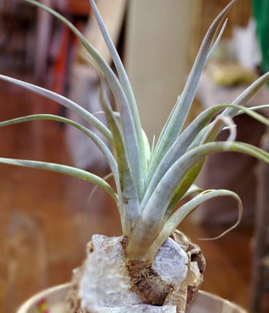 Tillandsia correaleii