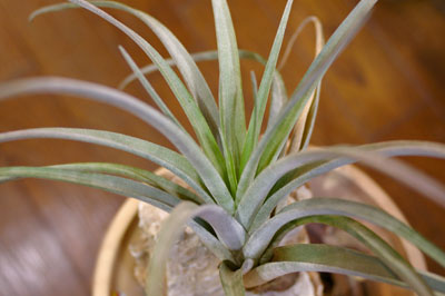 Tillandsia correalei