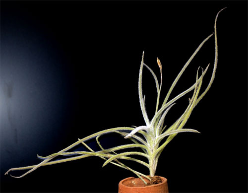 Tillandsia crocata