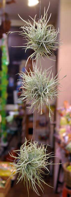 Tillandsia crocata