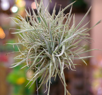 Tillandsia crocata