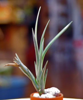 Tillandsia drotheae