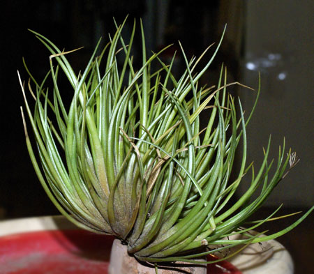 Tillandsia dura