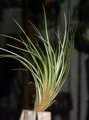 Tillandsia dura 'Large clone'