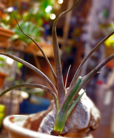 Tillandsia durangensis 'Red Form'