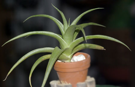 Tillandsia dyeriana X grazielae