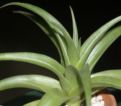 Tillandsia dyeriana X grazielae