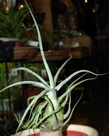 Tillandsia ehlersiana