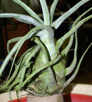 Tillandsia ehlersiana