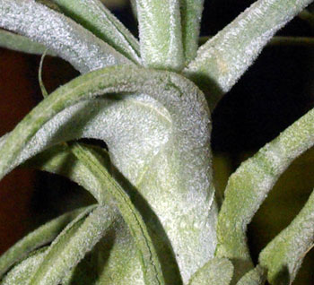 Tillandsia ehlersiana