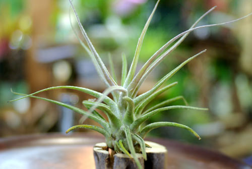 Tillandsia ehlersiana