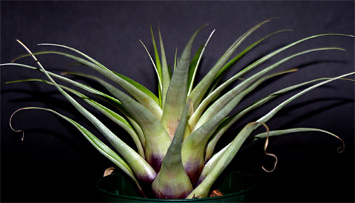 Tillandsia eizii