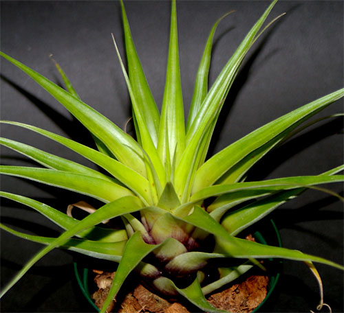 Tillandsia eizii