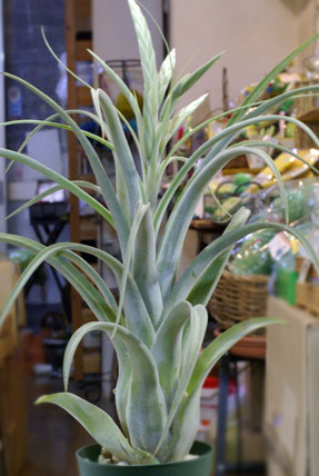 Tillandsia elizabethiae X caput-medusaegrazielae