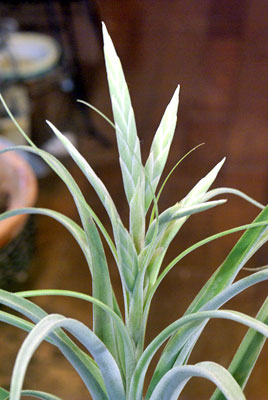 Tillandsia elizabethiae X caput-medusae