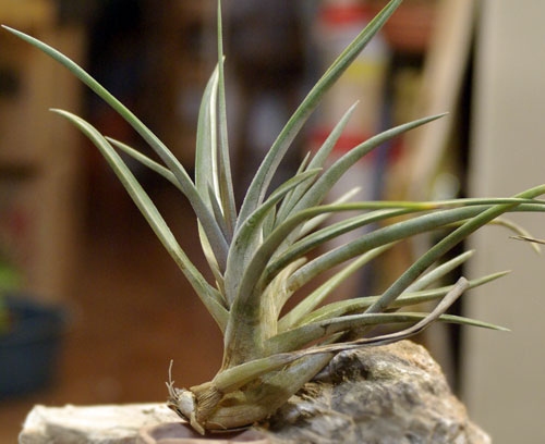 Tillandsia esseriana