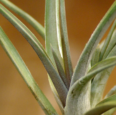 Tillandsia esseriana