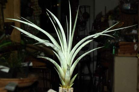 Tillandsia fasciculata var. alba