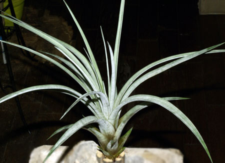 Tillandsia fasciculata var. alba