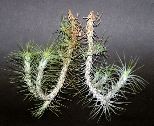 Tillandsia funckiana