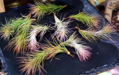 Tillandsia funckiana