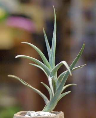 Tillandsia gerdae