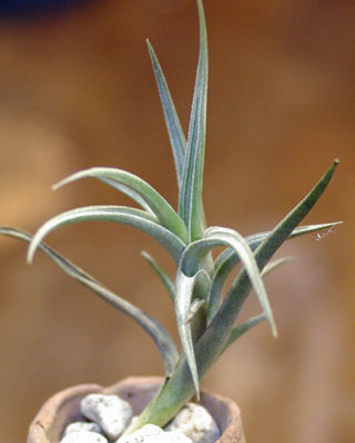 Tillandsia gerdae