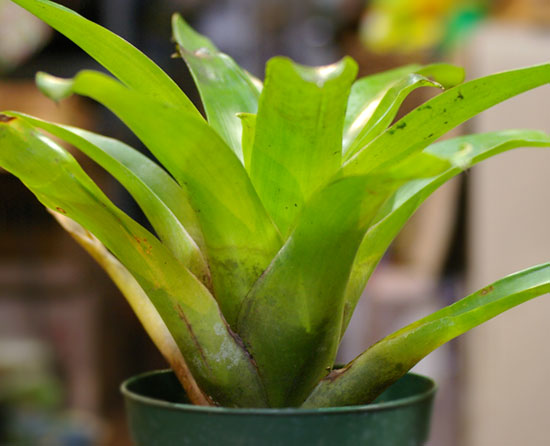 Tillandsia heterophylla