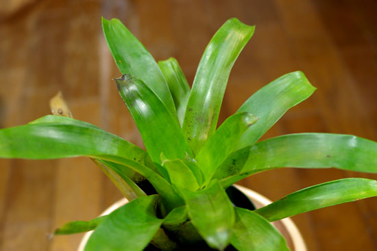 Tillandsia heterophylla