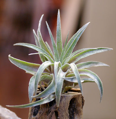 Tillandsia heubergeri