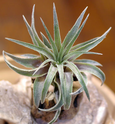 Tillandsia heubergeri