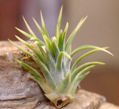 Tillandsia ionantha 'Albomarginata