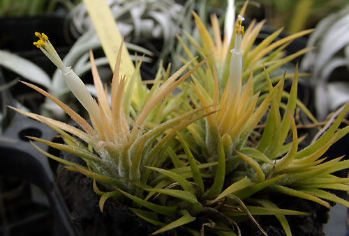 Tillandsia ionantha 'Druido'