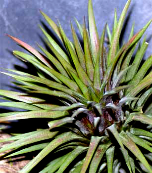 Tillandsia  ionantha 'Handgrande'