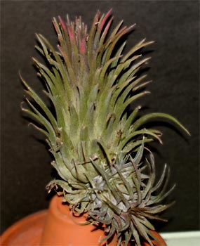 Tillandsia  ionantha 'Handgrande'