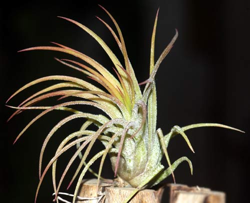 Tillandsia ionantha 'Selecta'