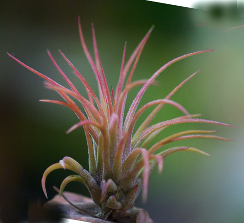 Tillandsia ionantha 'Selecta'