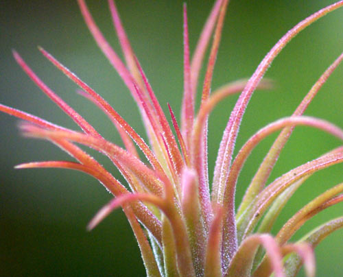 Tillandsia ionantha 'Selecta'